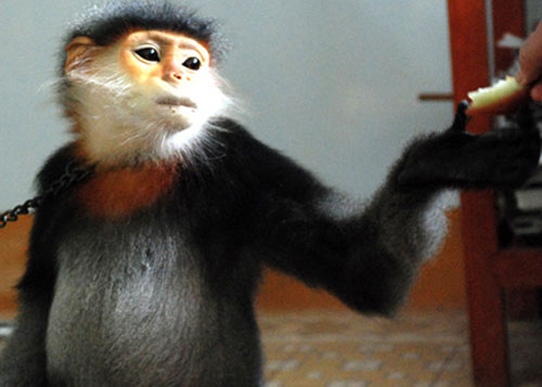 Survey of Quang Ngai biodiversity