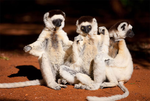 Survival dance between green forests