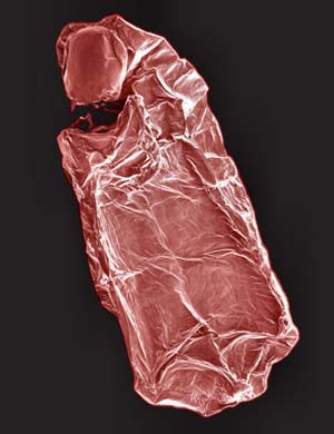 Survival tactics of a species of African fly larvae