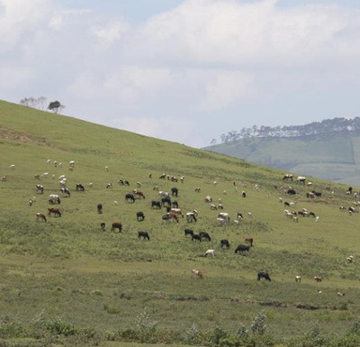 Survival war on Kenya grassland
