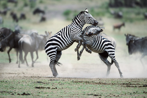 Survival wars in nature