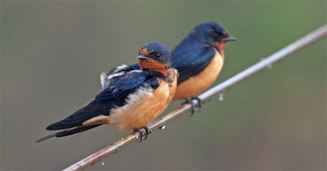 Swallow and the basic information about swallow