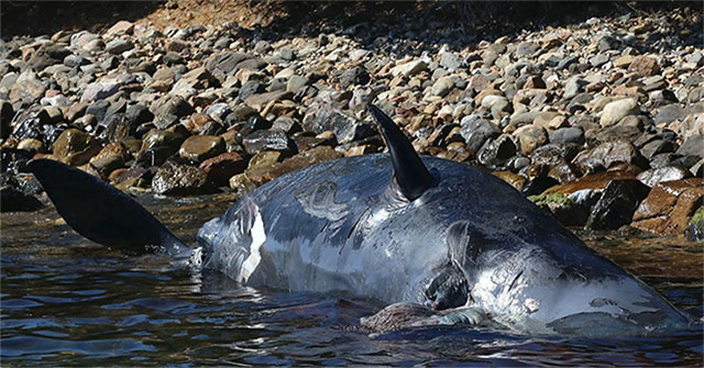 Swallowed 22kg of plastic garbage, the mother's body was buried when she had not given birth