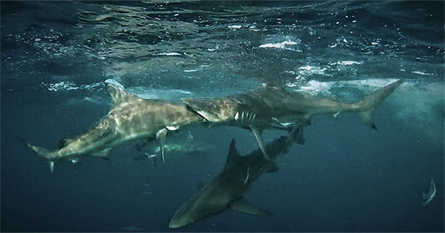 Swallowing the bait, the black fin shark snapped the wrong head