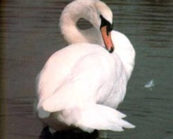 Swan likes adultery