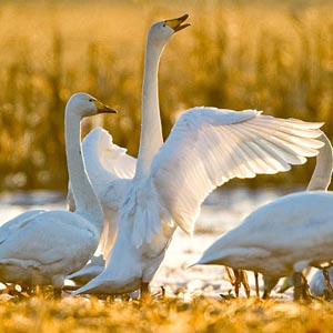Swan spreads its wings under the sunset sun