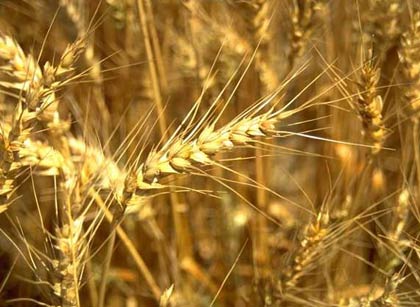 Sweet wheat was born