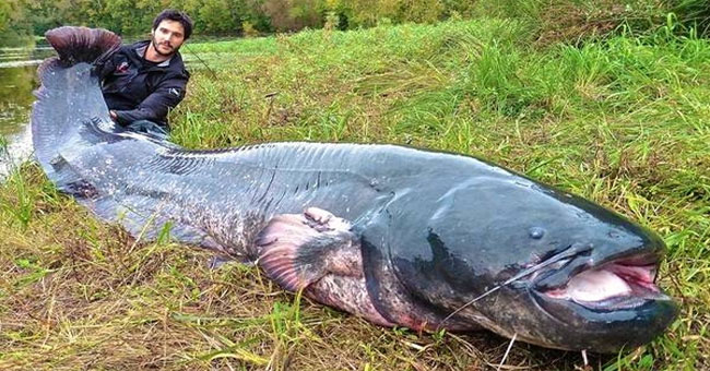 Swim along the giant fish, pulling it to the shore of the shocking youth when you see the animal figure