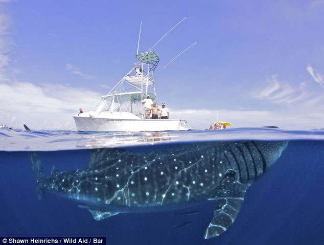 Swim with the largest fish on the planet