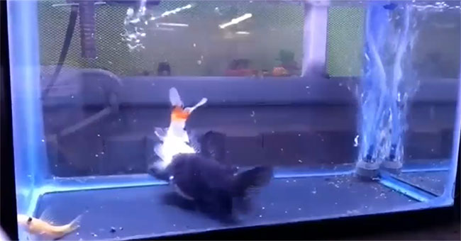 Swimming in the tank, goldfish are swallowed by catfish