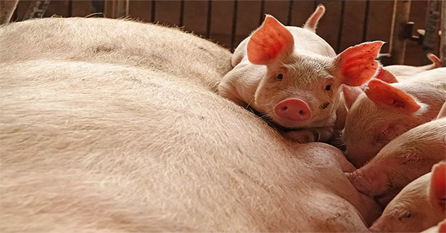 Swine cholera threatens Asia