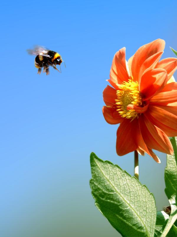Switching energy to safety, bees straighten their legs to firmly fly in the wind