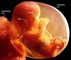 Switzerland develops new reproductive support techniques