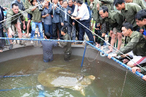 Sword lake turtle and international publication