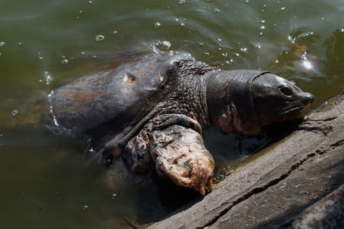 Sword Lake turtle can be hungry