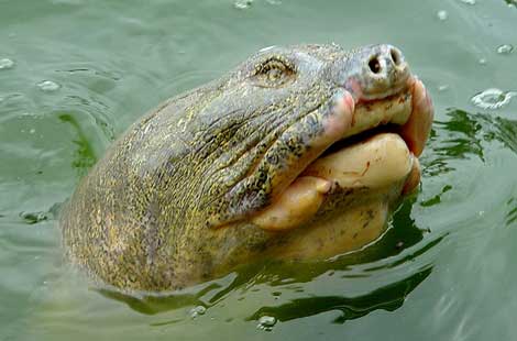 Sword lake turtle to