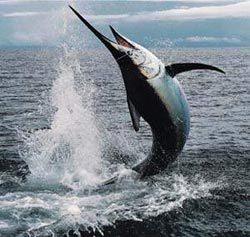 Swordfish 'heat' eyeball to hunt prey?