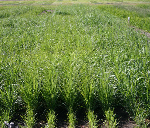 Symbiogenics: Strategies to mitigate climate change impacts on rice