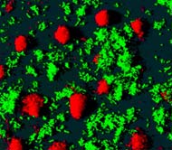 Symbiotic processes help development