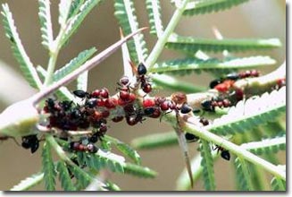 Symbiotic relationship between trees and ants