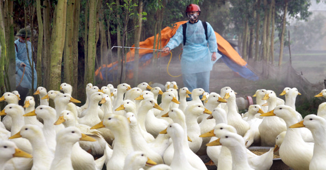 Symptoms and ways to prevent influenza A / H7N9