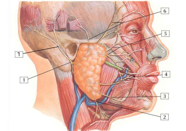 Symptoms of salivary gland cancer