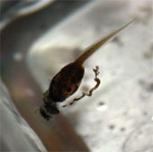 Tadpoles also eat cannibalism when food is scarce
