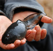 Tadpoles are as big as chicken eggs
