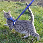 Tail posture reveals the mood of the cat