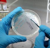 Taimyr bacteria are capable of living on Mars