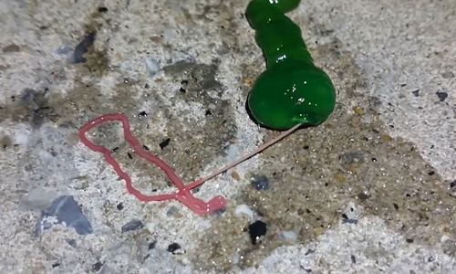Taiwan appears strange creatures