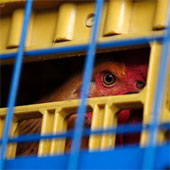 Taiwan detected the first case of H7N9 infection