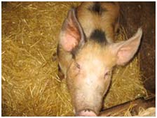 Taiwan developed genetically modified pigs specializing in grass