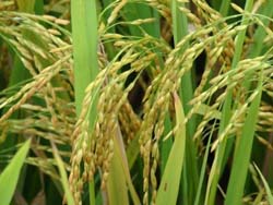 Taiwan will produce paper from rice and wheat