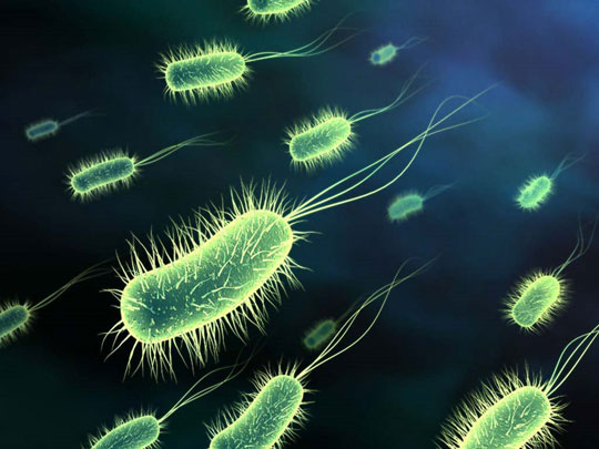 Take a picture of the drug-resistant Ecoli virus