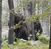 Take a picture of two Bigfoot beasts in the forest