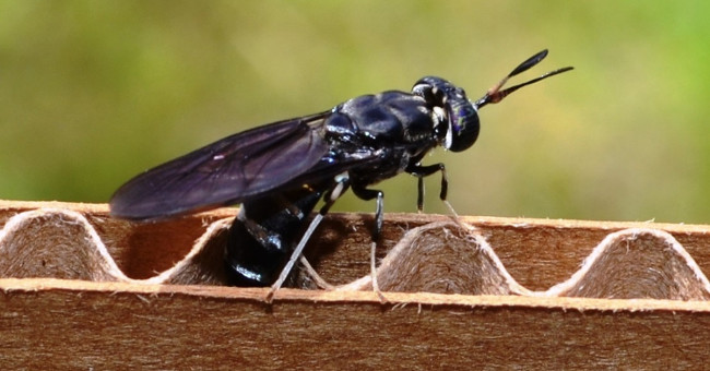 Take advantage of ... flies, mosquitoes in scientific research