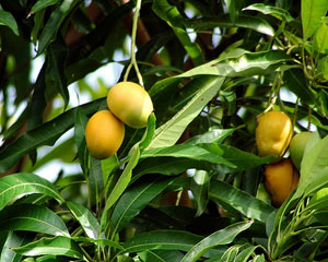 Take care of mango, pomelo and tangerine for Tet market