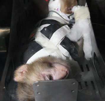 Take monkeys and satellites to spy on space