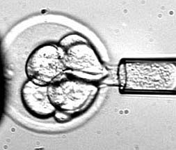 Take stem cells without destroying the embryo