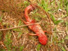 Tam Dao toad fish can escape the danger of extinction