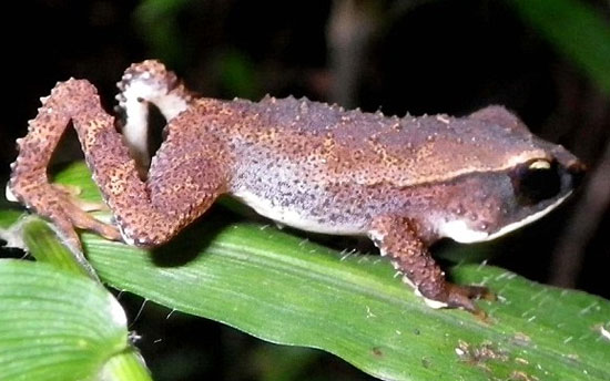 Tanzania discovered the world's rarest forest toad