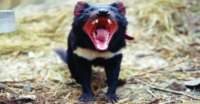 Tasmanian devils can avoid extinction by genetically altering themselves