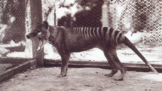 Tasmanian tiger extinct due to human error