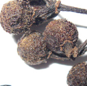 Taste of pepper 13,000 years