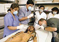 Tattoo mummy revealed in Peru