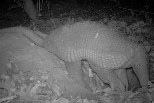 Tatu found giant, rare