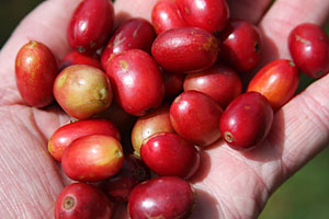 Tea coffee brings many benefits to the people
