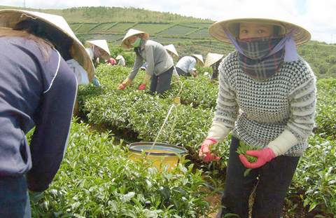 Tea contains more caffeine than coffee