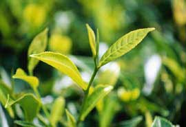 Tea essence can heal damaged skin due to radiation therapy